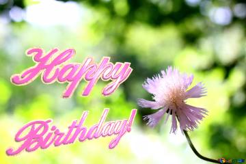 Happy Birthday! Wallpaper Desktop Delicate Flower