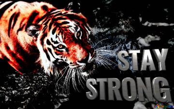 Stay Strong Tiger Wallpaper