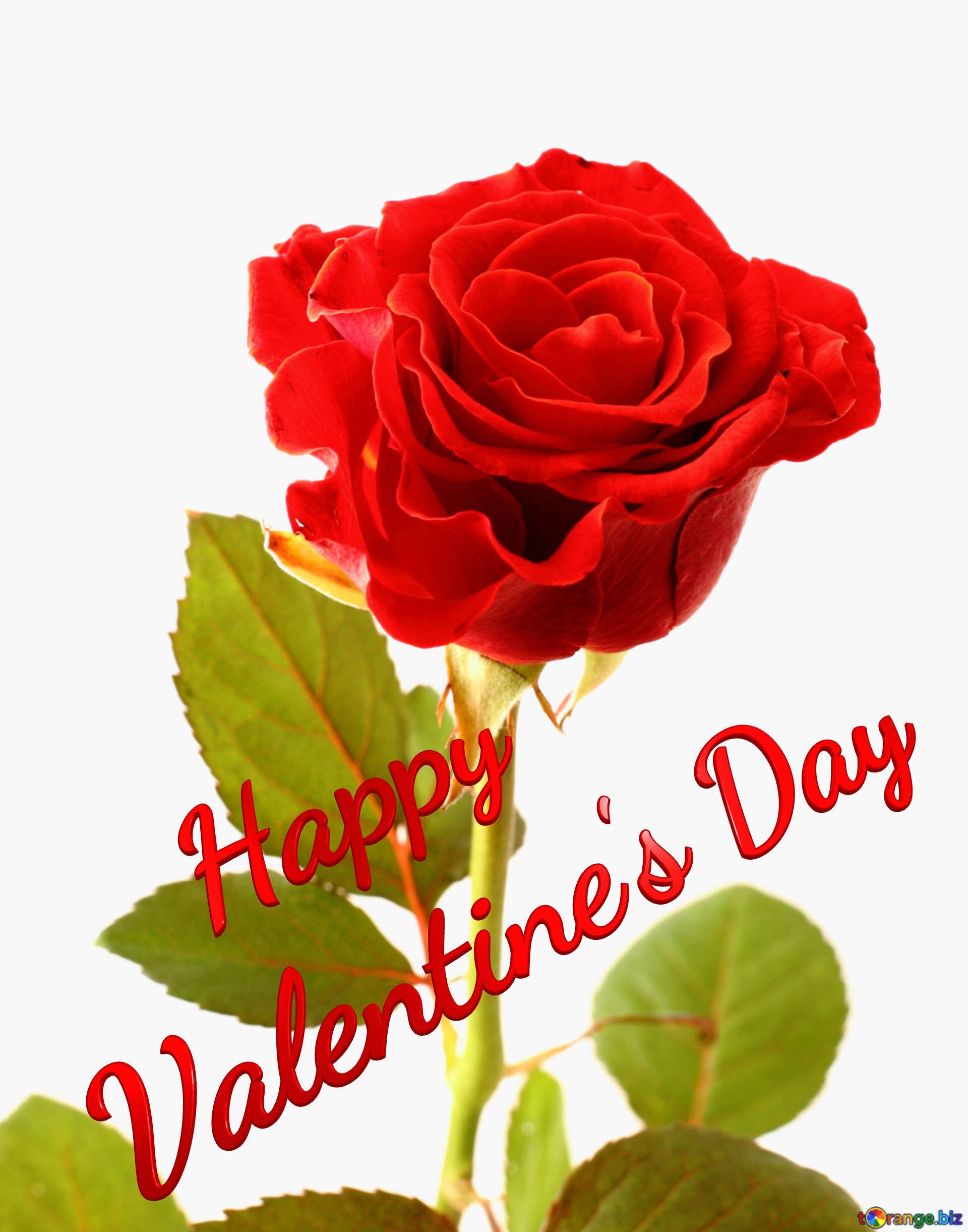 Happy Valentine`s Day Beautiful rose №17040