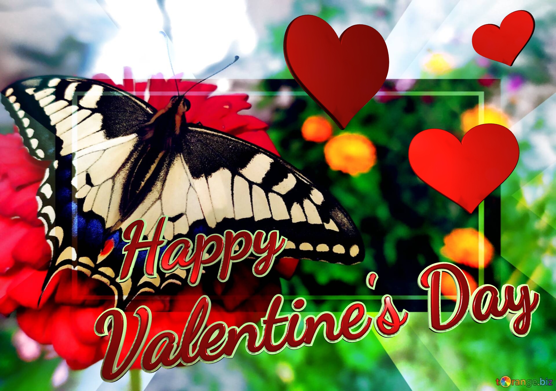 Butterfly Happy Valentine`s Day Butterfly template №0