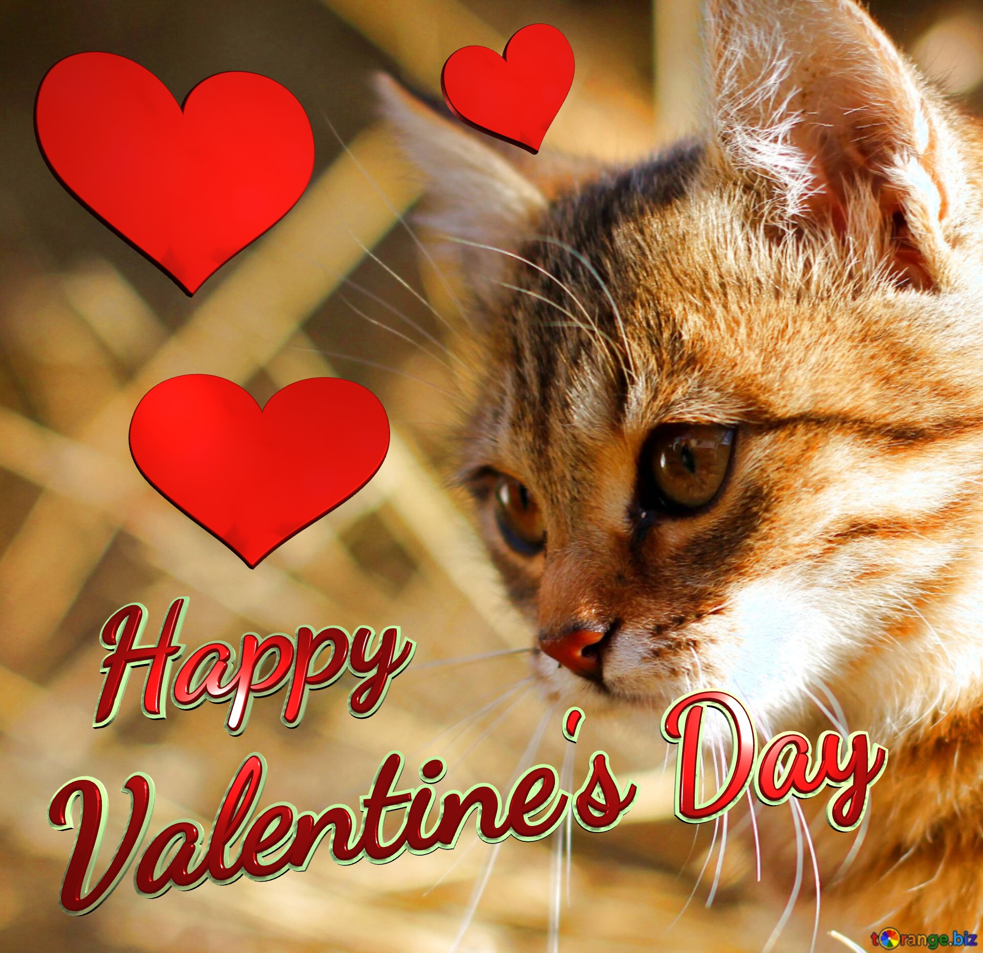 Cat Happy Valentine`s Day  Cat №0