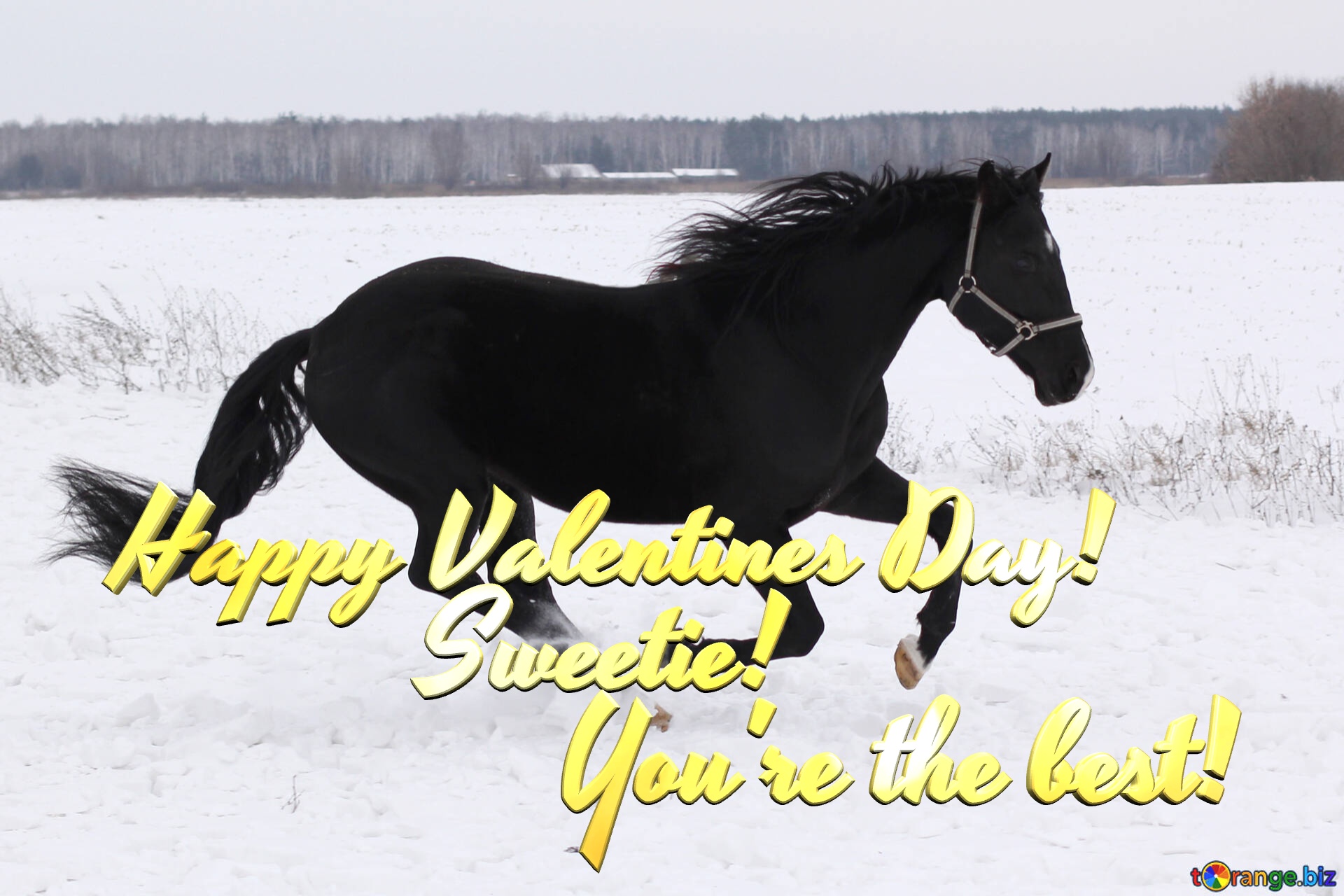 Happy Valentines Day!             Sweetie!                  You`re the best!   Horse in the snow №18191