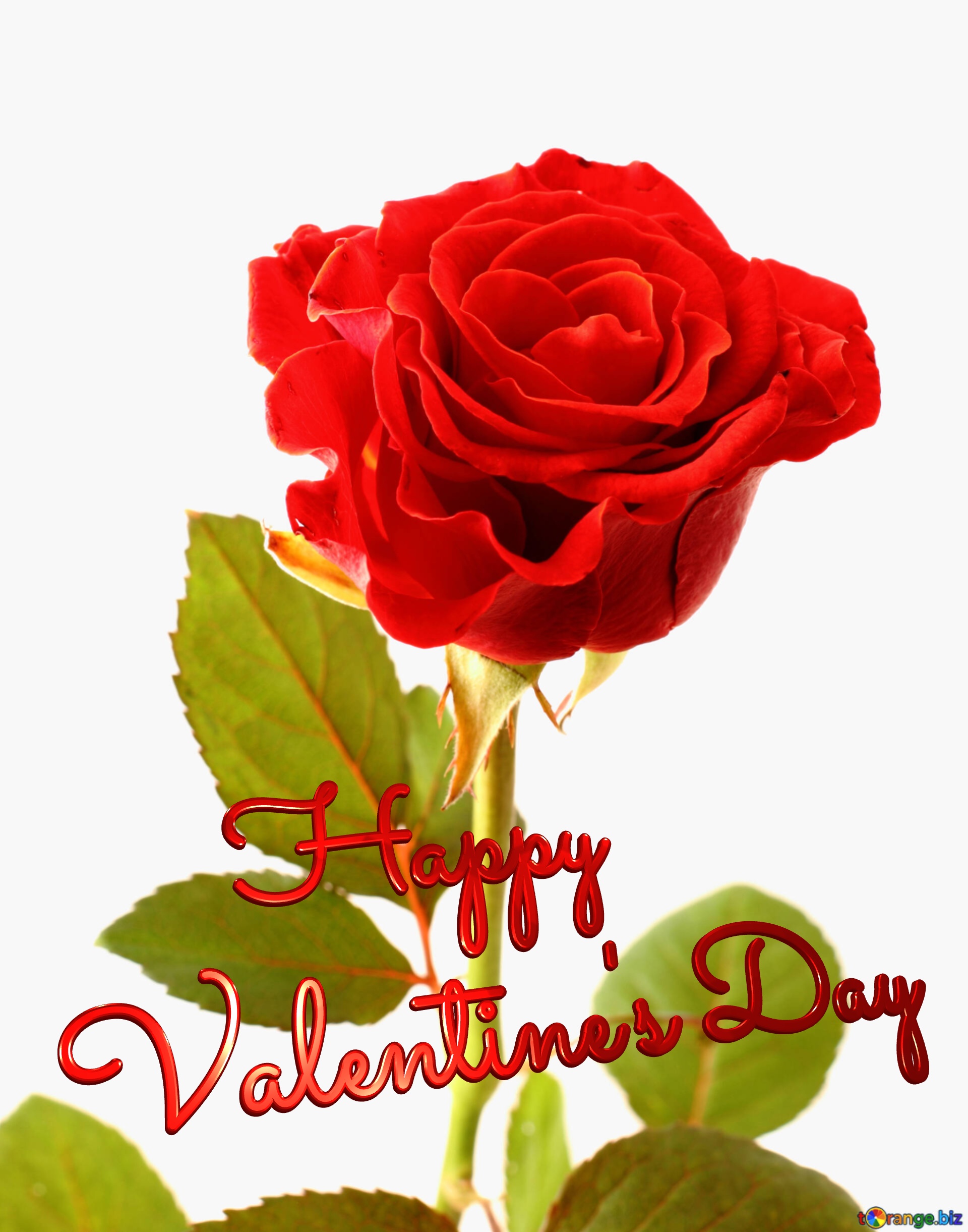 Happy Valentines Day Beautiful rose №17040