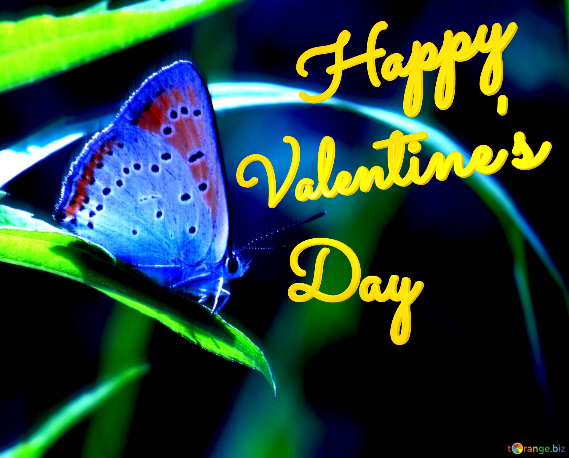 Blue butterfly Happy Valentine`s   Day Butterfly blue №0