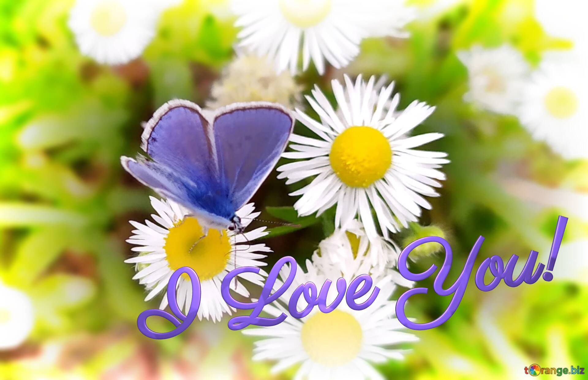 Butterfly I Love You! Butterfly flowers backgroumd №0