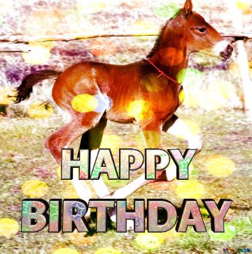 Foal HAPPY BIRTHDAY Foal horse Sun day background