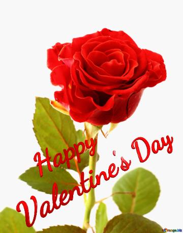 Happy Valentine`s Day Beautiful Rose