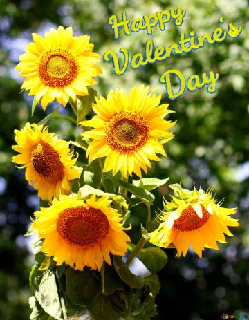 Happy  Valentine`s  Day A large bouquet of sunflowers