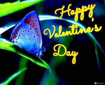 Blue butterfly Happy Valentine`s   Day