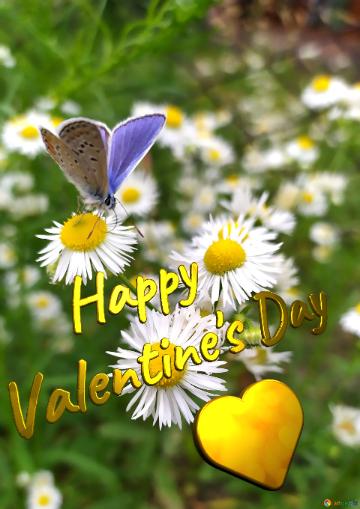 Happy Valentine`s Day Gold Heart Buttery Fly On Flower