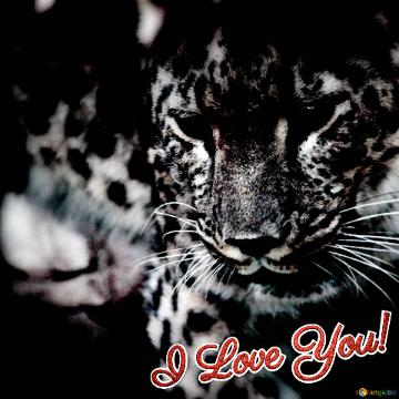Leopard I Love You! Leopard Card Background