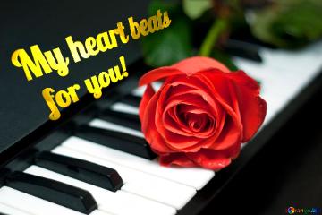 My Heart Beats  For You! Rose On Keys Piano