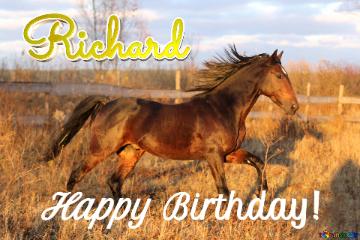 Richard Happy Bidthday! Horse card.