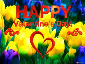 Valentine`s Day! Happy      Tulips Colorful  Background
