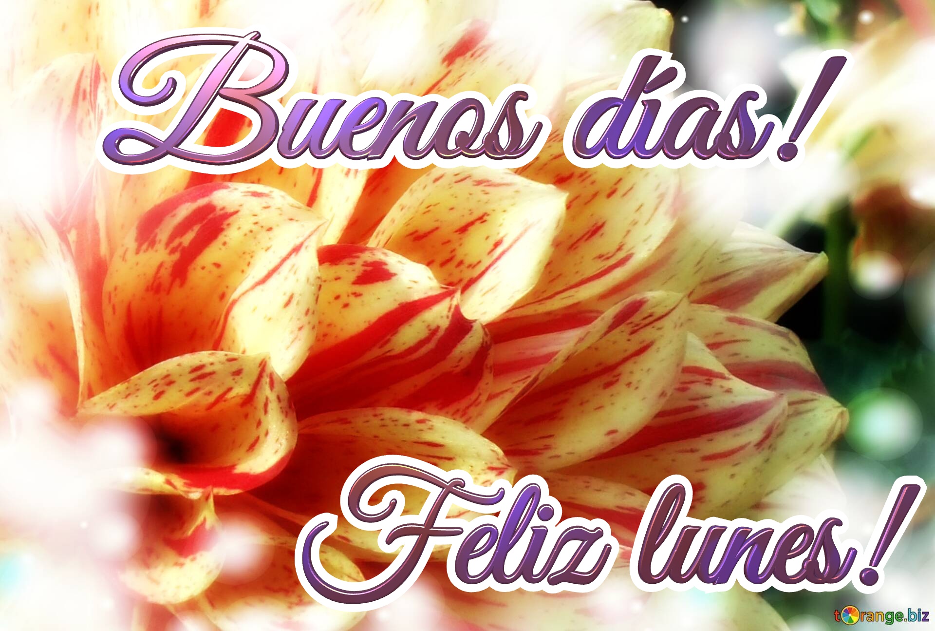 Lizpaoladiazco1 : feliz lunes * twicopy