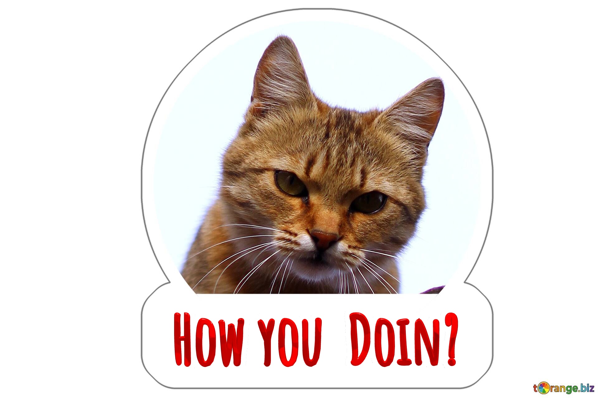 How you  Doin?  Cat watching sticker for meme №0