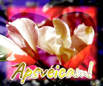 Apsveicam!  Spring Love Waltz: Magnolia Blossoms Unveiled In Radiance