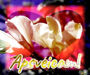 Apsveicam!  Spring Love Waltz: Magnolia Blossoms Unveiled in Radiance