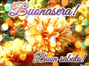 Buonasera! Buon Sabato!  Harmony Roses: Love Blooms In Greetings