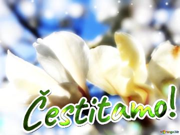 Čestitamo!  Love`s Radiant Affection: Magnolia Blooms in Spring Splendor