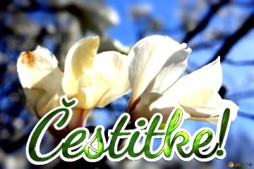 Čestitke!  Magnolia Love Symphony: Blooms Unveiled In The Spring