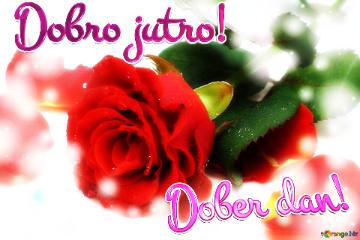 Dobro Jutro! Dober Dan!  Greetings Harmony: Roses Blossom In Love`s Symphony