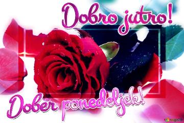 Dobro Jutro! Dober Ponedeljek!  Blooms Of Affection: Roses In Love`s Greetings