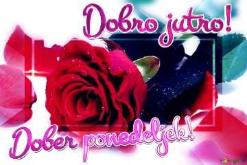 Dobro jutro! Dober ponedeljek!  Blooms of Affection: Roses in Love`s Greetings