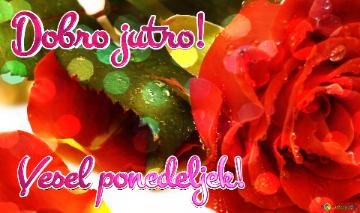Dobro Jutro! Vesel Ponedeljek!  Rose Serenade: Greetings Of Love In Floral Bloom