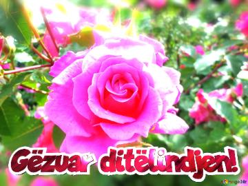 Gëzuar ditëlindjen!  Love`s Radiance: Wishful Blooms in Background