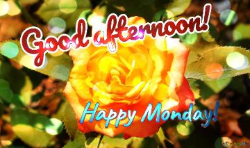 Good Afternoon! Happy Monday!  Wishing Harmony: Love Blossoms In Floral Background