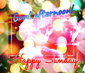 Good Afternoon! Happy Sunday!  Blooms Of Love: Wishful Background Petals