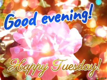Good Evening! Happy Tuesday!  Floral Wishes Unveiled: Love In Background Harmony