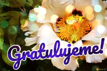 Gratulujeme!  Floral Harmony: Love Wishes in Background Bloom