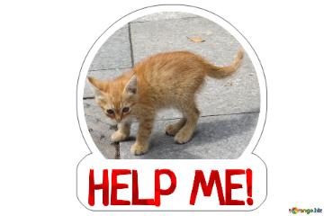 HELP ME!  pathetic kitten sticker