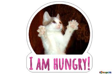 I Am Hungry!  Cat Sticker