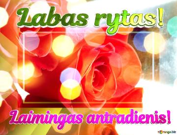 Labas Rytas! Laimingas Antradienis!  Rose Affection Unveiled In Love`s Greetings Bloom