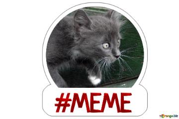 Meme Kitten On The Hunt Sticker