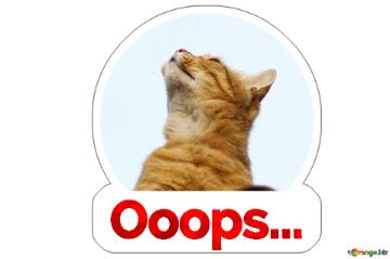 Ooops Cat Sticker For Meme