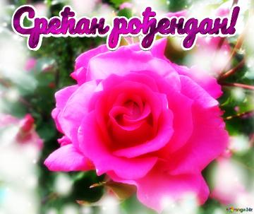 Срећан рођендан!  Love`s Symphony: Wishes Echo In Background Blooms