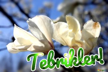 Tebrikler!  Love`s Radiant Embrace: Magnolia Blossoms in Spring