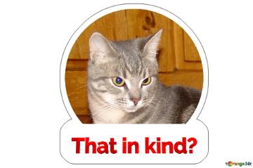 That In Kind?  Serious Cat Sticker For Meme