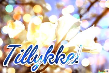 Tillykke!  Spring Love`s Embrace: Magnolia Blooms in Radiant Glory