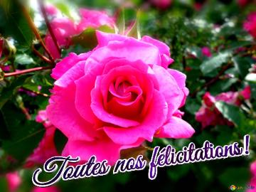 Toutes Nos Félicitations!  Wishing Harmony: Love Blooms In Floral Background