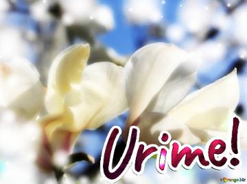 Urime!  Magnolia Love Blossoms In The Radiance Of Spring`s Embrace