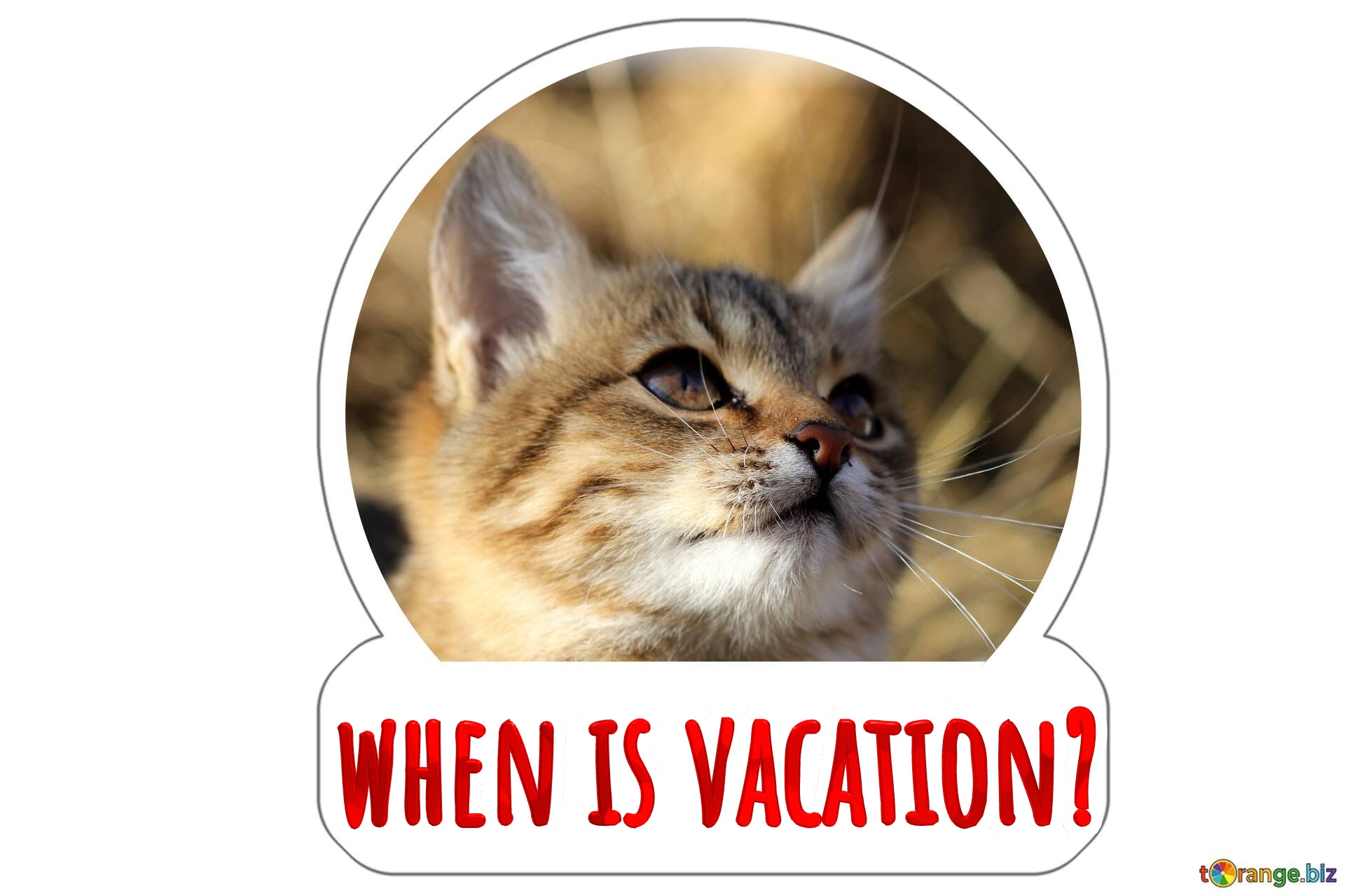 when is vacation?  cat dreams sticker for meme №0