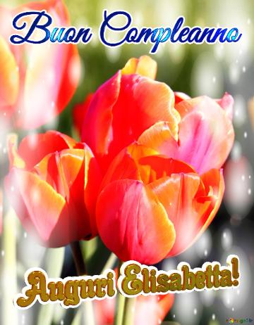 Buon Compleanno Auguri Elisabetta!  Questi tulipani ti portano la bellezza della natura e la bellezza della vita, goditi ogni istante.