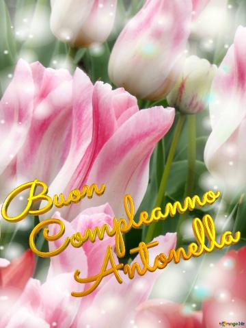 Buon        Compleanno           Antonella  Buona Primavera, Che Questi Tulipani Ti Portino La...