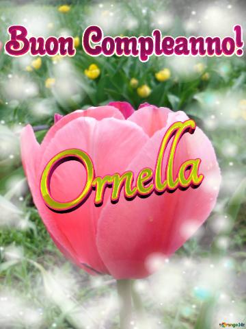 Buon Compleanno! Ornella  Il Tulipano è Un Simbolo Di Perfezione, Auguri Per Una Vita Perfetta.