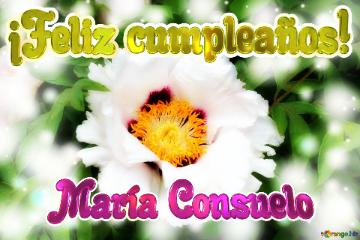 ¡Feliz cumpleaños! María Consuelo  White nature flower background